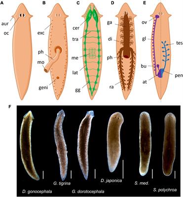 Planarian nociception: Lessons from a scrunching flatworm